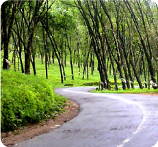 Green Road