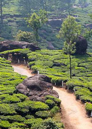 Palakkad City